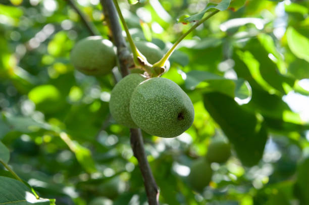istock Walnut grows, green nature background. Harvest 1665540098