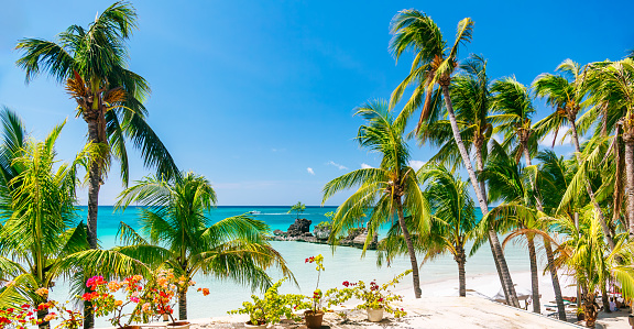 A tropical sandy beach with palm trees and clear blue water. The palm trees are tall and have green leaves. The water is a bright blue and is calm, with some small rocks \