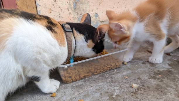 istock Mother cat and her kittens are eating 1665544405