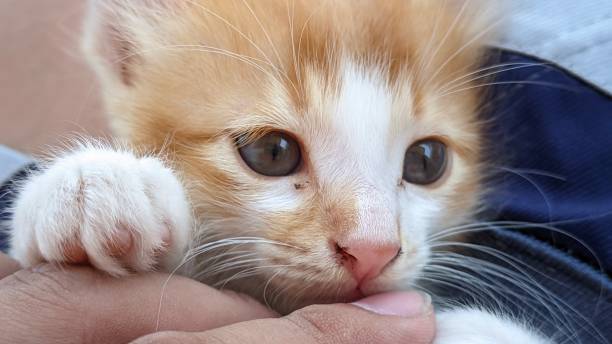 istock cute orange angora kitten with thick and soft fur 1665553410