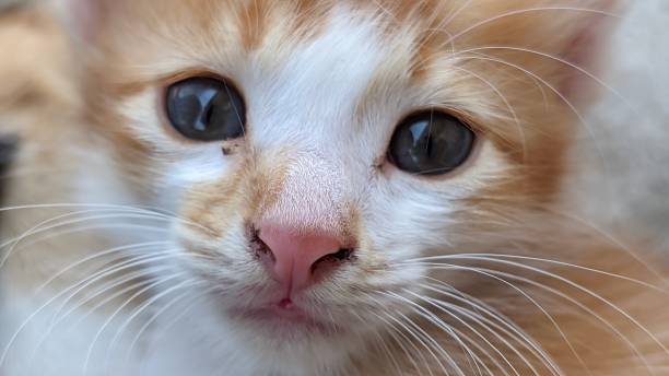 istock cute orange angora kitten with thick and soft fur 1665560316
