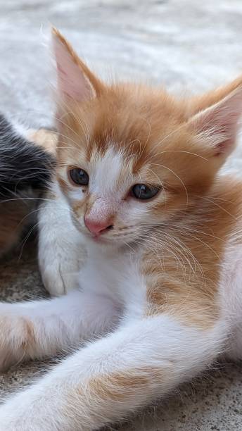 istock cute orange angora kitten with thick and soft fur 1665560852