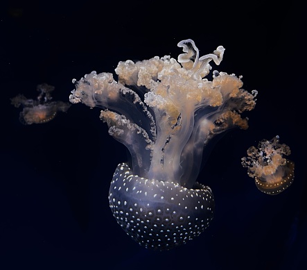 A shot of an white spotted jellyfish