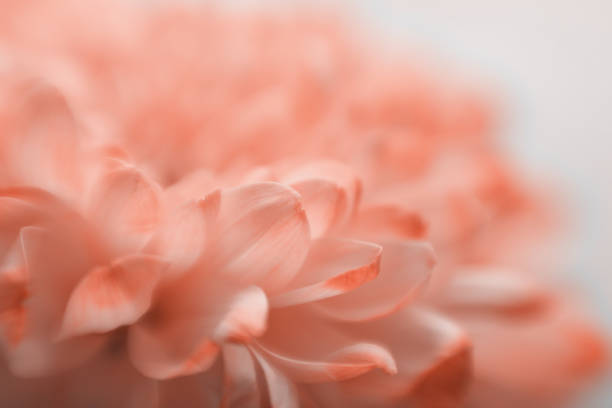 Soft focus smoke beige pink flower on blur gray copy space nature horizontal background.