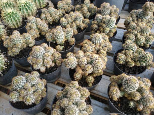 istock mini cactus plants on display in a row in a plant shop 1665598174
