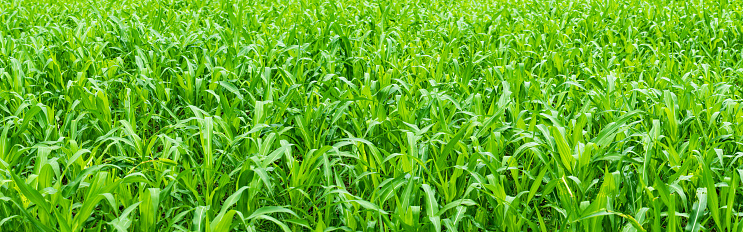 agricultural farm of young corn plants. fresh grass on the field