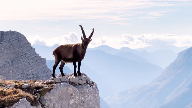 Wild ibex standing amongst rocks with Alps mountains in the background