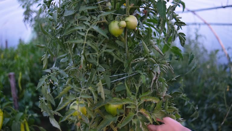 Just checking the ripeness of tomatoes in the greenhouse