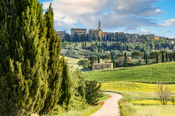 toskański krajobraz. piękne miasteczko pienza w tle. włochy - cyprysowate zdjęcia i obrazy z banku zdjęć