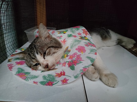 a cat goes limp after being neutered. The cat is still lying down, the effects of the anesthetic. This male cat uses a colar, so as not to open the sterile suture marks.