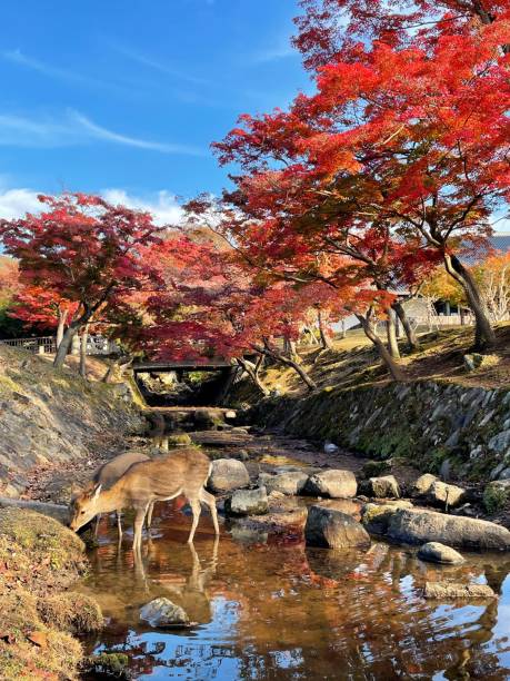 istock a deer drinking from the river near some trees with fall colored leaves 1665625521