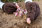 autumn planting of garlic in the soil