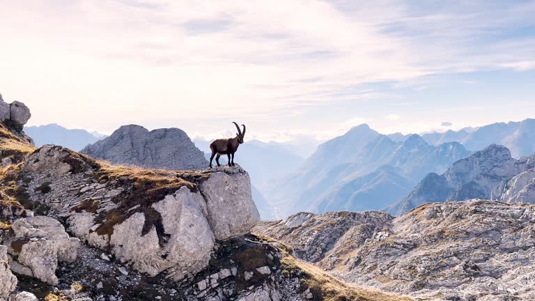 Majestic Alpine Ibex overlooking stunning mountain valley