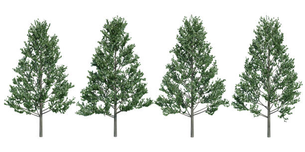 istock Tilia europaea or common linden tree on isolated background. 1665632479