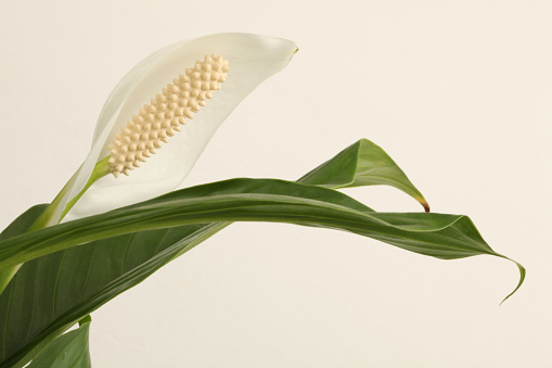 Spathiphyllum flower bud with green leaf of biege copy space background. Selective soft focus.