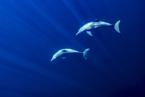The photograph shows two dolphins in a pool with blue water. The dolphins are swimming next to each other, their backs protruding from the water.