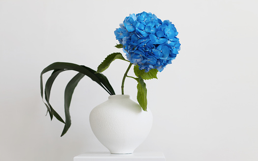 Blue hydrangea flower in white vase on gray interior. Minimalist still life. Light and shadow nature horizontal background.