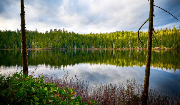 istock Beautiful forest Brown Lake. Scenic west coast rainforest. 1665642588