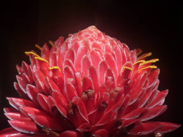 istock Porcelain rose, Balata garden, Martinique 1665645944