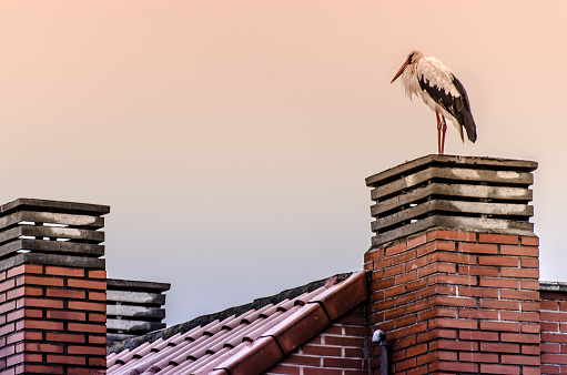 A stork on the roof at sunset, Spain