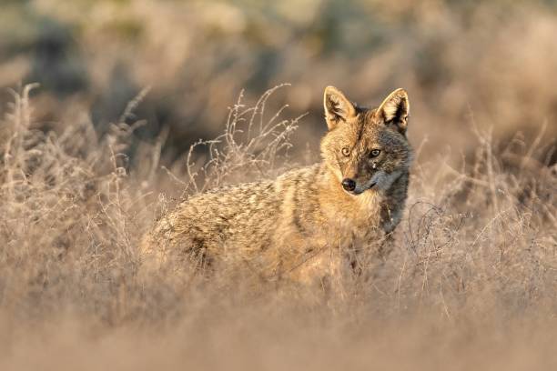 istock Golden jackal, Canis aureus in natural habitat 1665658002