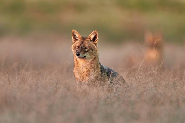 istock Golden jackal, Canis aureus in natural habitat 1665658003