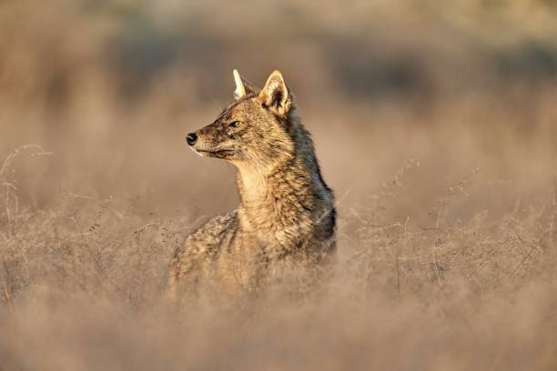 istock Golden jackal, Canis aureus in natural habitat 1665658026