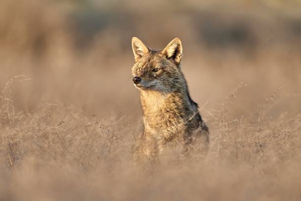 istock Golden jackal, Canis aureus in natural habitat 1665658031