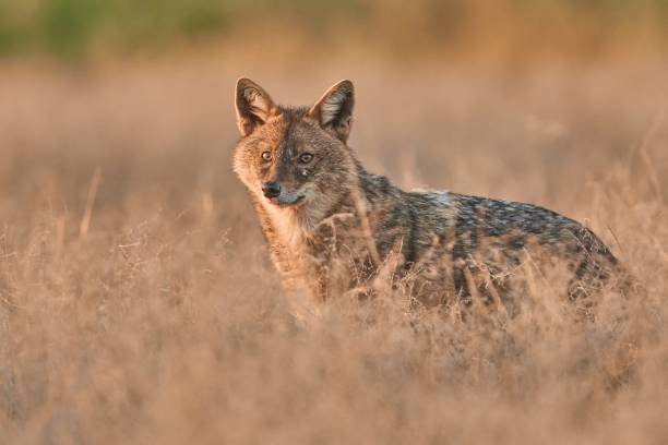 istock Golden jackal, Canis aureus in natural habitat 1665658034