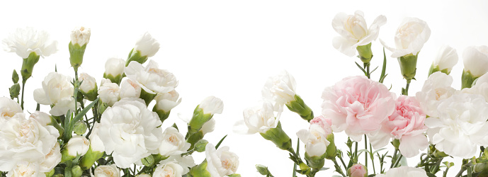 Pink flower on a white background.