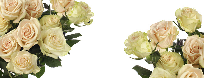 Rose flower bouquet  on white horizontal long background.