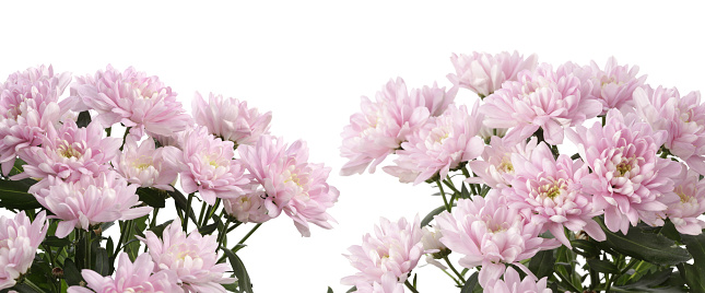 Pink chrysanthemum; asters  bouquet  on white horizontal long background.