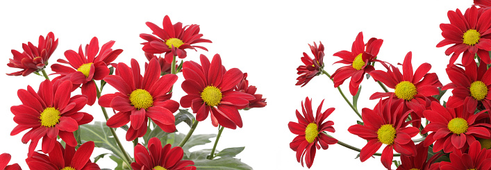 Red asters  bouquet  on white horizontal long background.