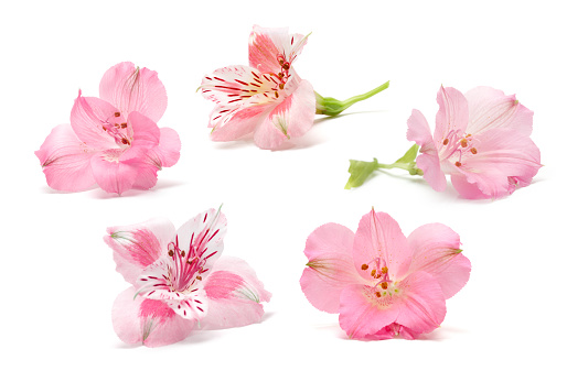 Peruvian Lily (Alstroemeria) flower on white background. White and pink color. collection, set.