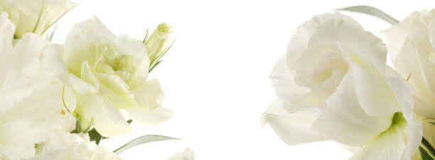 istock Beige flower bouquet on white horizontal long copy space background. 1665660819