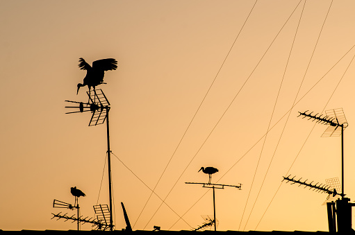 The silhouette of a stork on an antenna