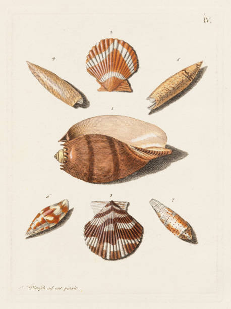 ilustrações, clipart, desenhos animados e ícones de ilustração antiga da concha. placa de um livro de conchologia alemão mostrando a beleza diversificada das conchas. cerca de 1790 - aula de biologia