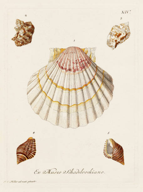 Shells. Conchology illustration, plate of a German conchology book showcasing the diverse beauty of seashells. Ca. 1790