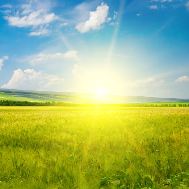 istock Green wheat field and bright sun. 1665666438