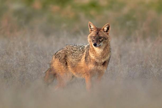 istock Golden jackal, Canis aureus in natural habitat 1665670344
