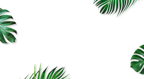 istock Summer tropical leaves on white background with copy space 1665673242