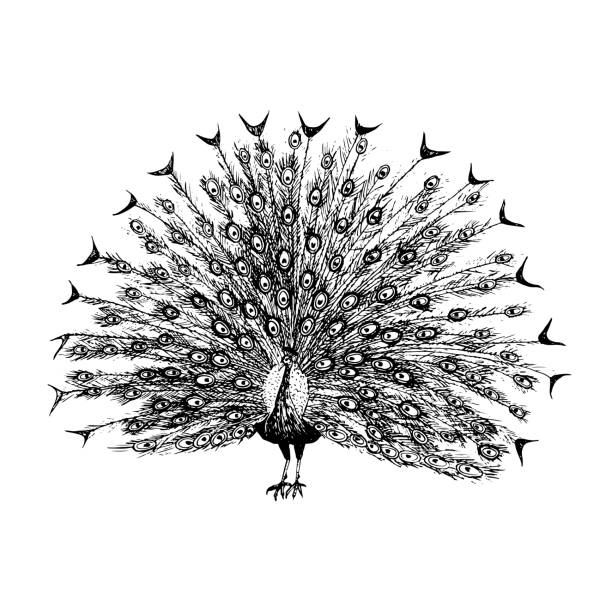 ilustrações de stock, clip art, desenhos animados e ícones de vector peacock with open tail ink sketch black and white illustration. hand drawn realistic drawing - peacock feather outline black and white
