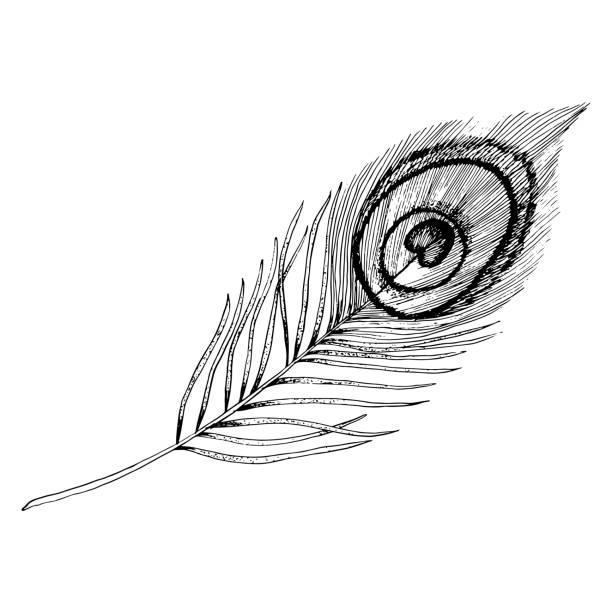 ilustrações de stock, clip art, desenhos animados e ícones de vector peacock feather hand drawn ink graphic illustration in black and white - peacock feather outline black and white