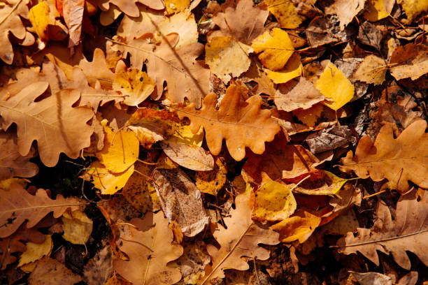 istock Autumn bright background of fallen oak leaves 1665674883