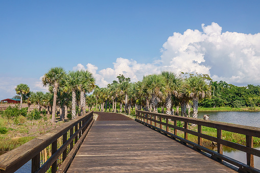 Perspective of wooden footbridge across lagoon connector along a hiking trail with palm trees (unidentified species) in a nature preserve along the Gulf Coast of southwest Florida