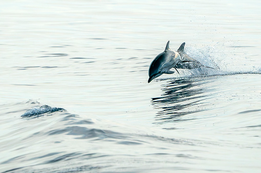 A striped dolphins jumping wild and free striped dolphin, Stenella coeruleoalba, in the coast of Genoa, Ligurian Sea, Italy at sunset