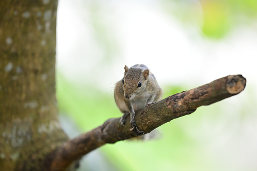 A slender squirrel sits on a tree branch, its tail wrapped around its body. Its fur is brown color with light stripes on its back - captured at Galle Sri Lanka.