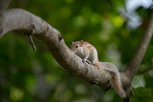 A squirrel nimbly climbs a tree branch, its claws digging into the bark - captured at Galle Sri Lanka.