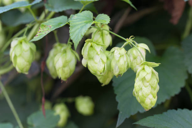 istock Humulus lupulus, common hop cones closeup selctive focus 1665701975
