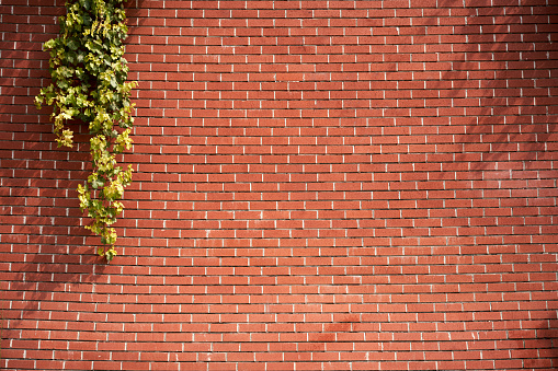 Red brick wall texture, new mortar joints, for background use